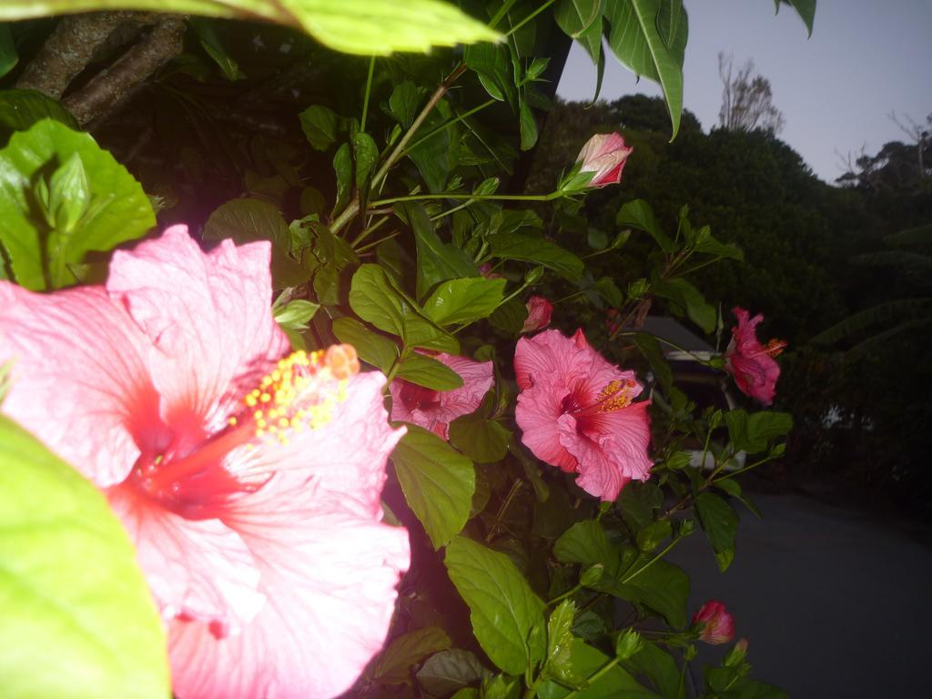 Pohutukawa Coast Bnb Te Puru Exterior foto